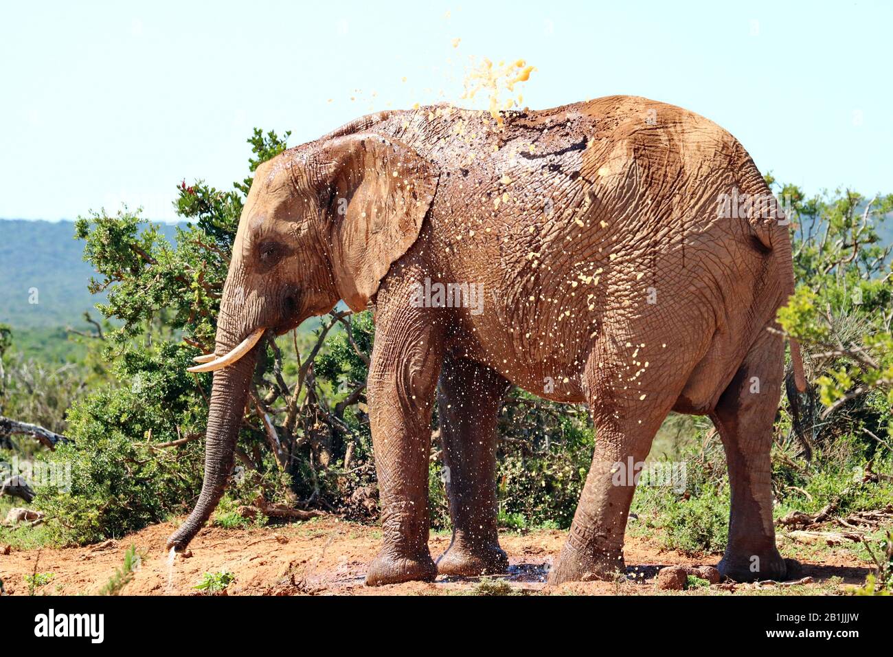 Elefante africano (Loxodonta africana), bagno di fango, Sud Africa, Lowveld, Krueger National Park Foto Stock