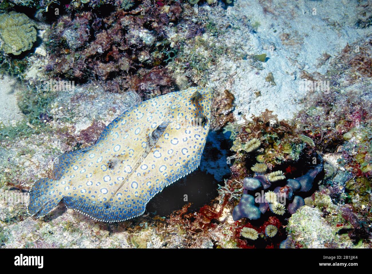 Passera pianuzza di pavone (Bothus lunatus), Antille Olandesi, Curacao Foto Stock