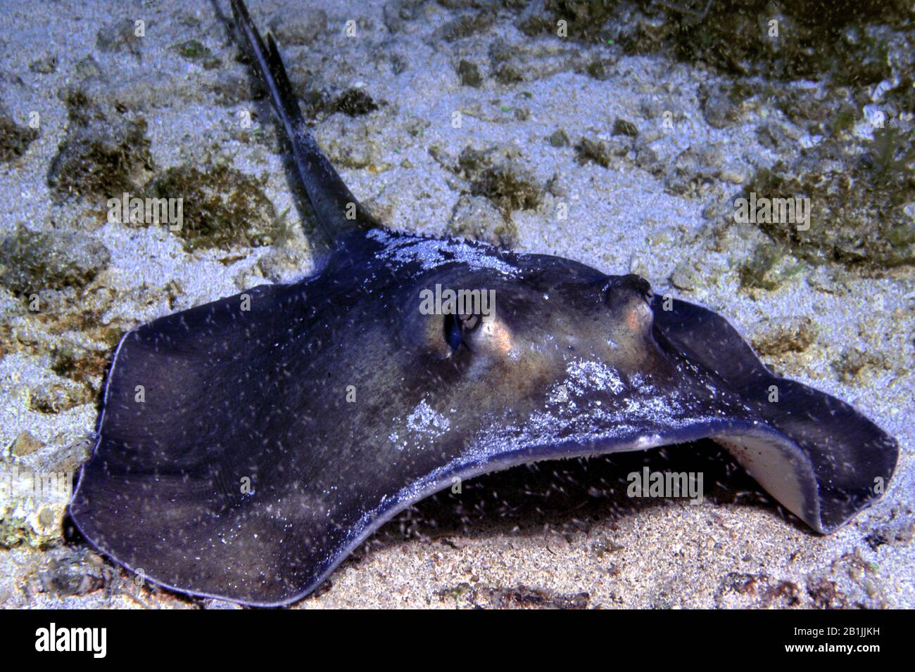 Stingray meridionale, sting ray (Dasyatis americana), Antille olandesi, Curacao Foto Stock