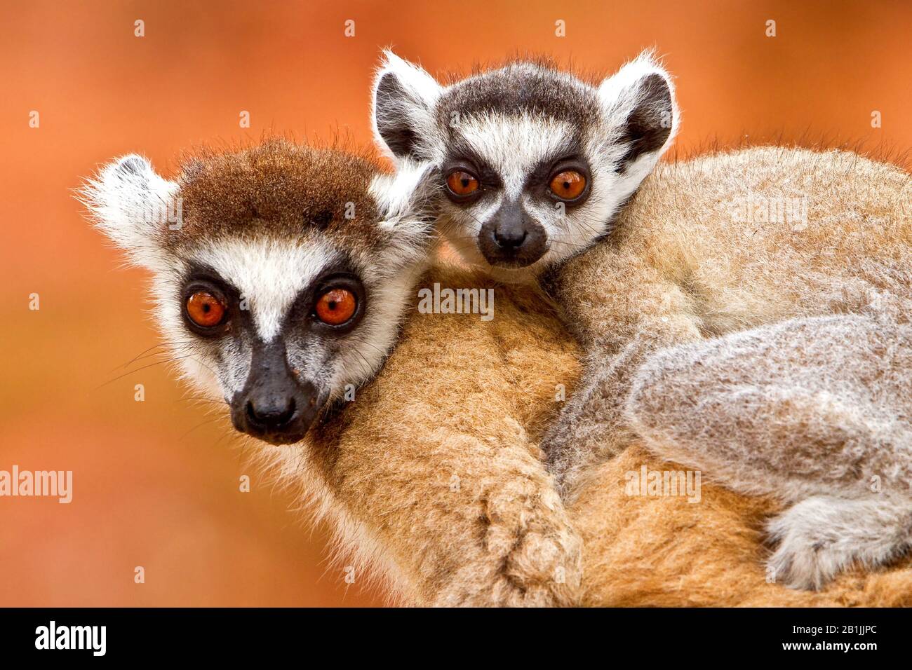 Lemur dalla coda ad anello (Lemo corta), femmina con giovane animale sul retro, Madagascar Foto Stock