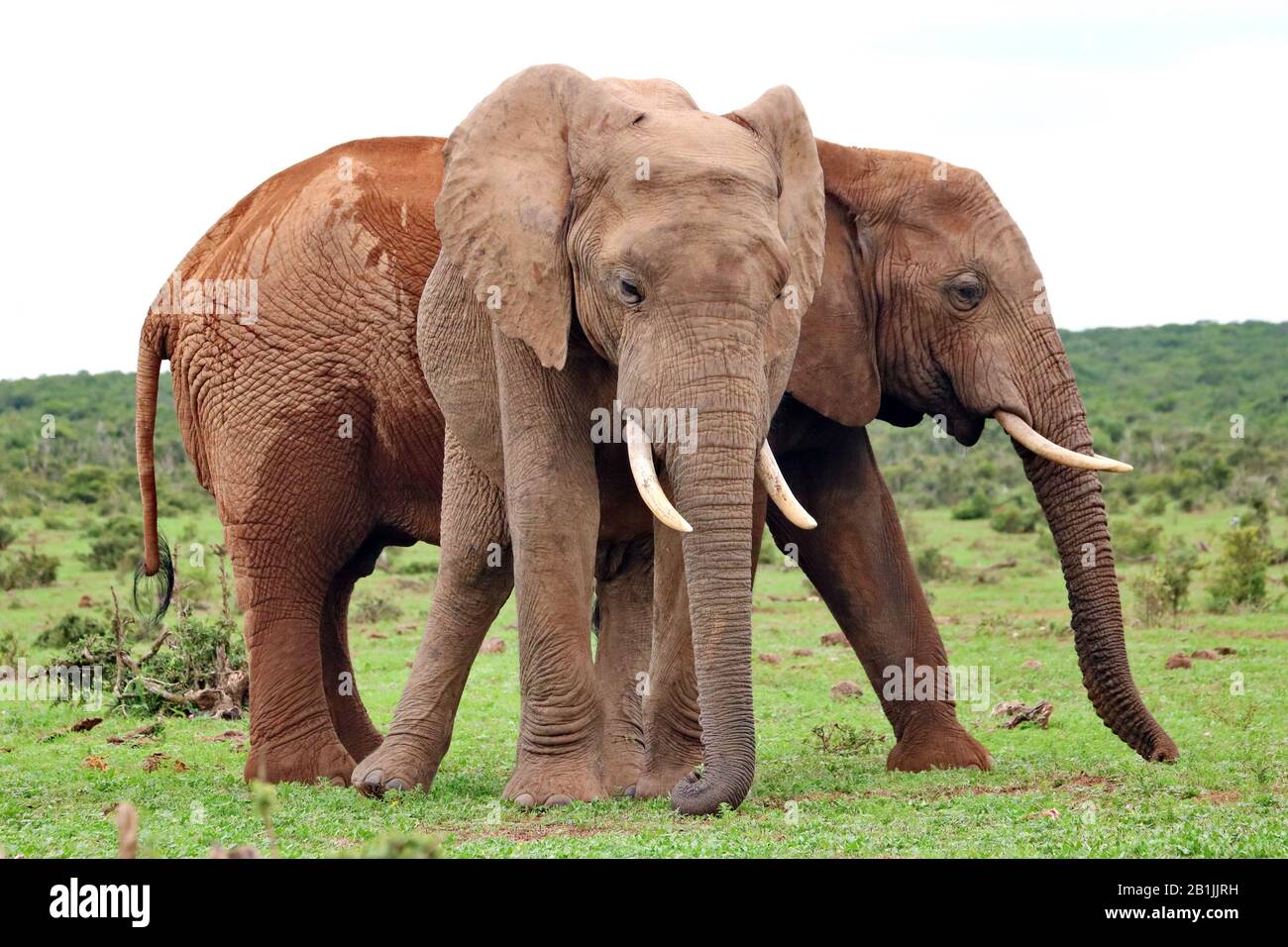 Elefante africano (Loxodonta africana), due elefanti in macchia, Sudafrica, Lowveld, Krueger National Park Foto Stock