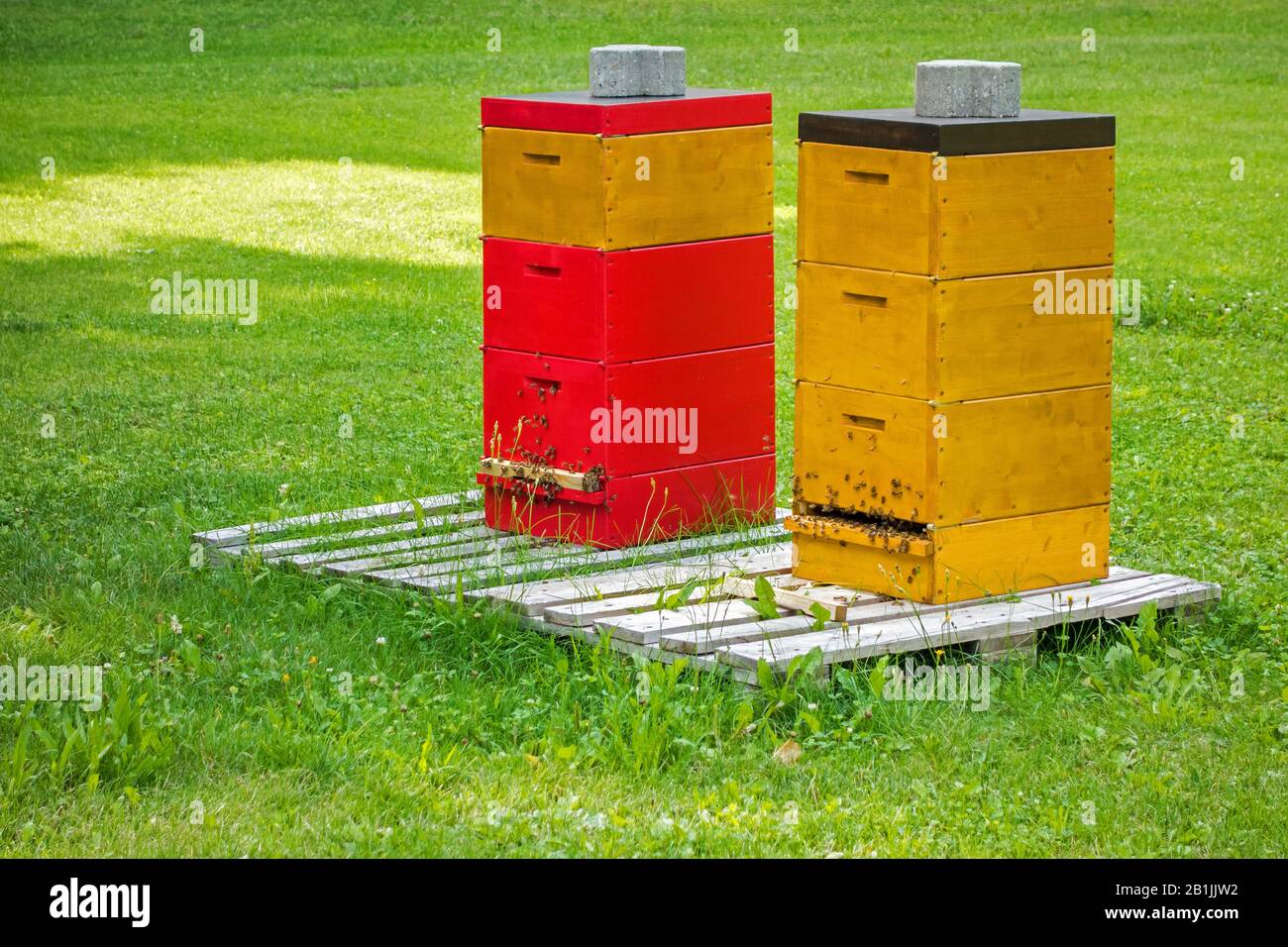 Ape del miele, ape dell'alveare (Apis mellifera mellifera), due alveari nell'erba verde, Germania Foto Stock