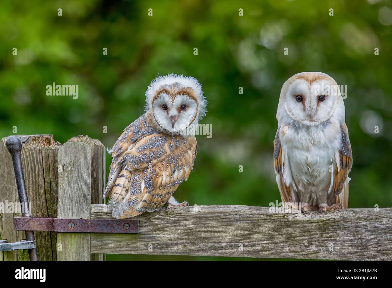 Baby Barn Owl e una femmina adulta su una recinzione guardando la macchina fotografica ( Tyto Alba ) con uno sfondo verde. Carino gufo morbido Foto Stock