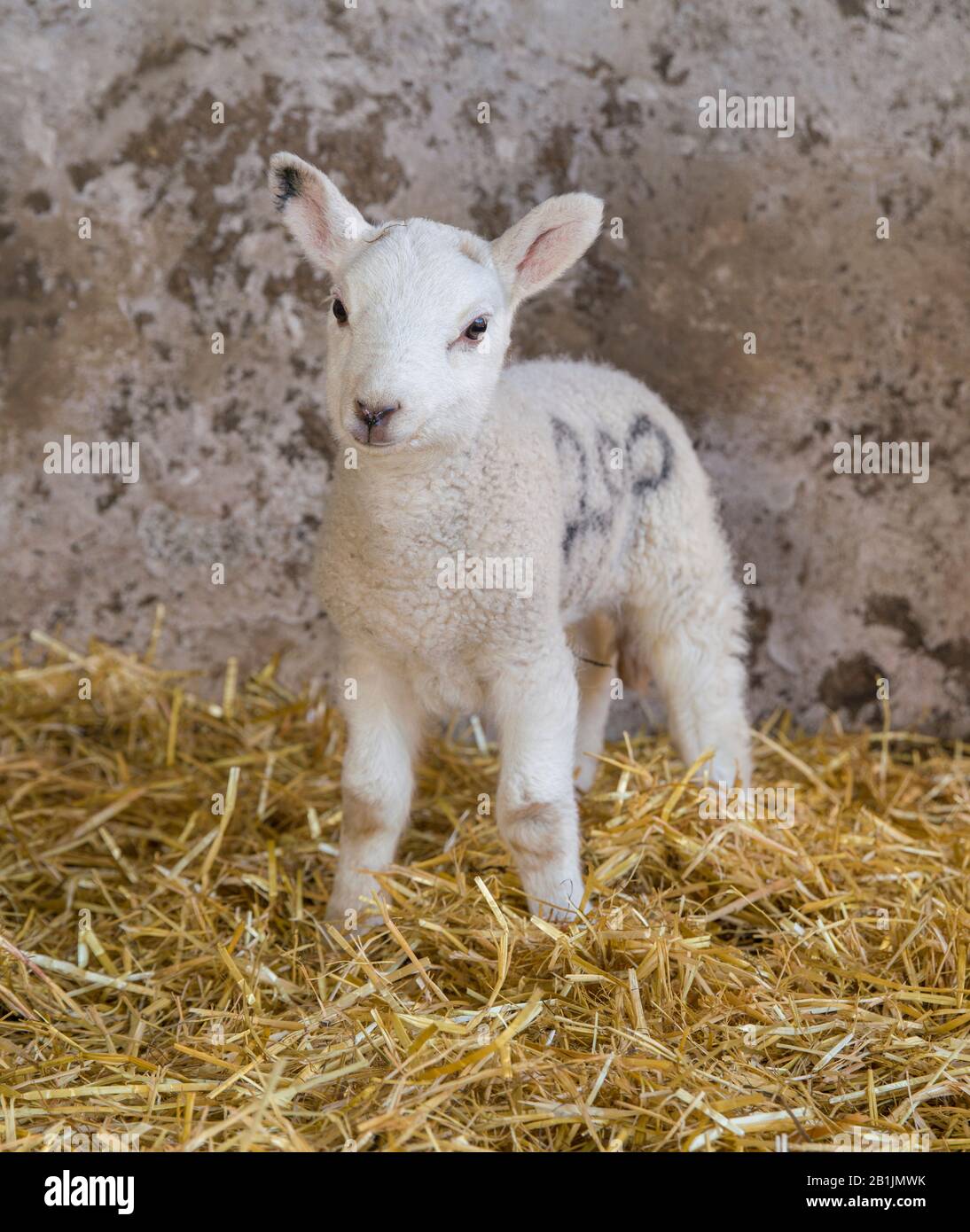 Cute fotografia di un Agnello Foto Stock