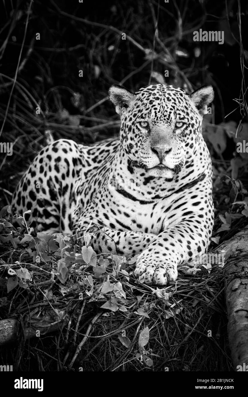 una jaguar è sdraiata con la testa sollevata verso la telecamera in una fitta foresta. Ha un mantello giallastro-marrone con macchie nere e occhi dorati. Scatto Foto Stock