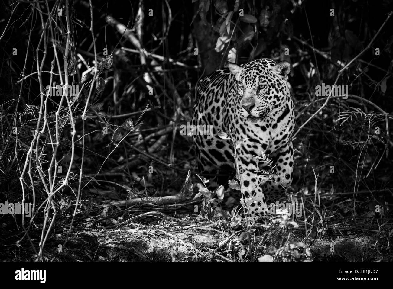 una jaguar si sta prostrando attraverso una fitta foresta in Brasile. Ha un mantello giallastro-marrone con macchie nere e occhi dorati. Scatto con una Nikon D800 in t Foto Stock