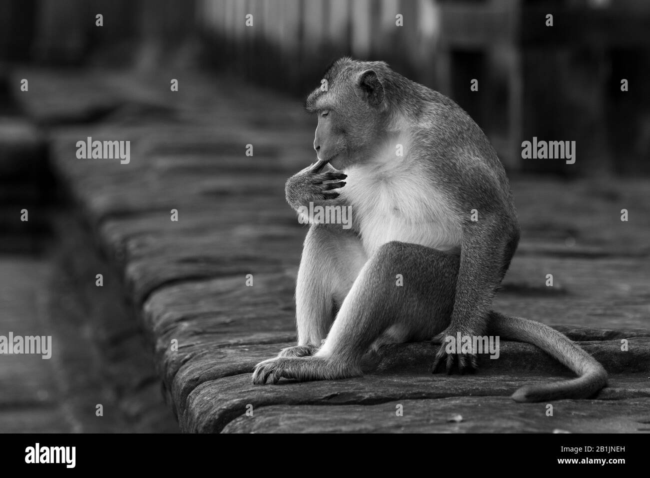 Una macaque a coda lunga con pelliccia marrone e una faccia rosa si siede sulla parete di pietra di Angkor Wat. Sta succhiando il suo dito con la testa giù e i suoi occhi Foto Stock