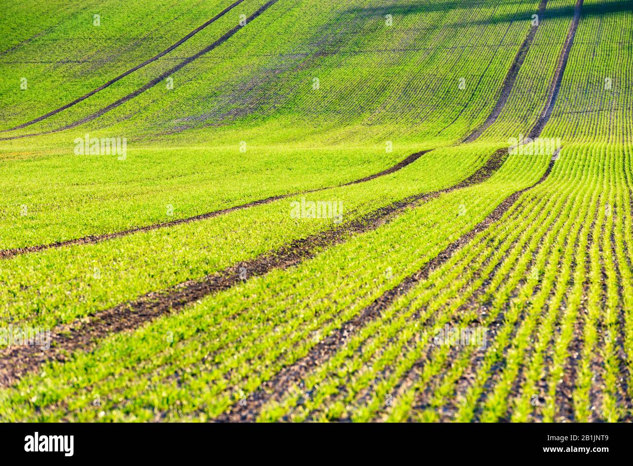 Filari di grano verde e onde dei campi agricoli della Moravia meridionale, Repubblica Ceca. Può essere utilizzato come sfondo naturale o texture Foto Stock