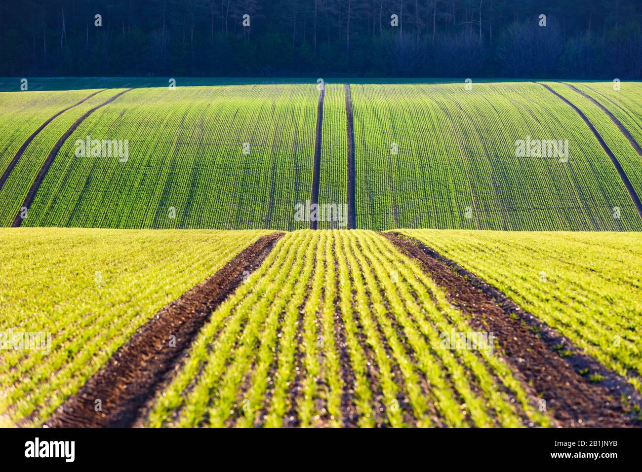 Filari di grano verde e onde dei campi agricoli della Moravia meridionale, Repubblica Ceca. Può essere utilizzato come sfondo naturale o texture Foto Stock