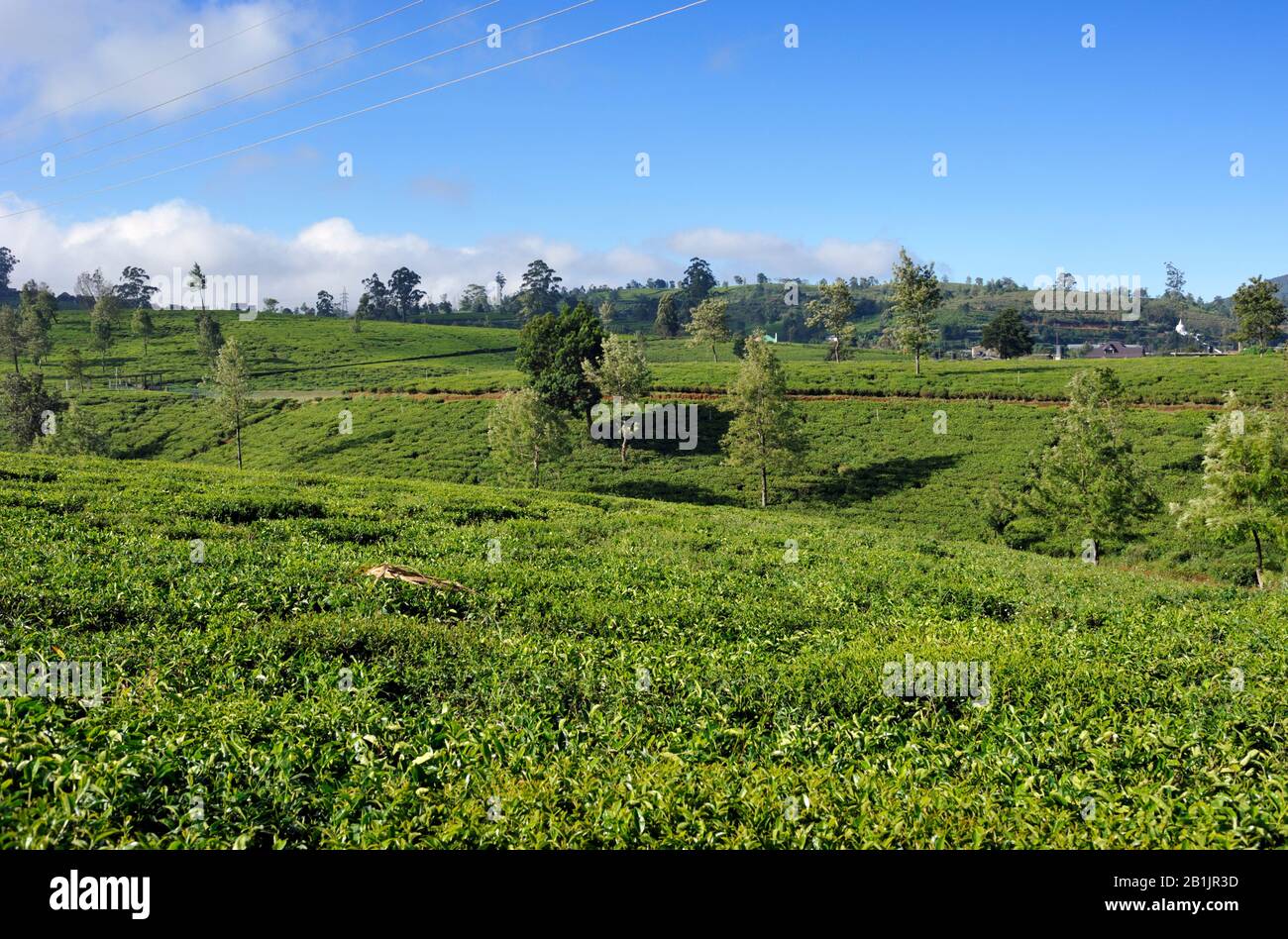 Sri Lanka, Nuwara Eliya, le piantagioni di tè Foto Stock