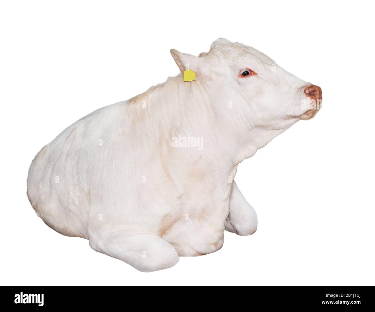 bue bianco disteso isolato su sfondo bianco. Grande bianco divertente toro vicino. Animale da fattoria. Foto Stock