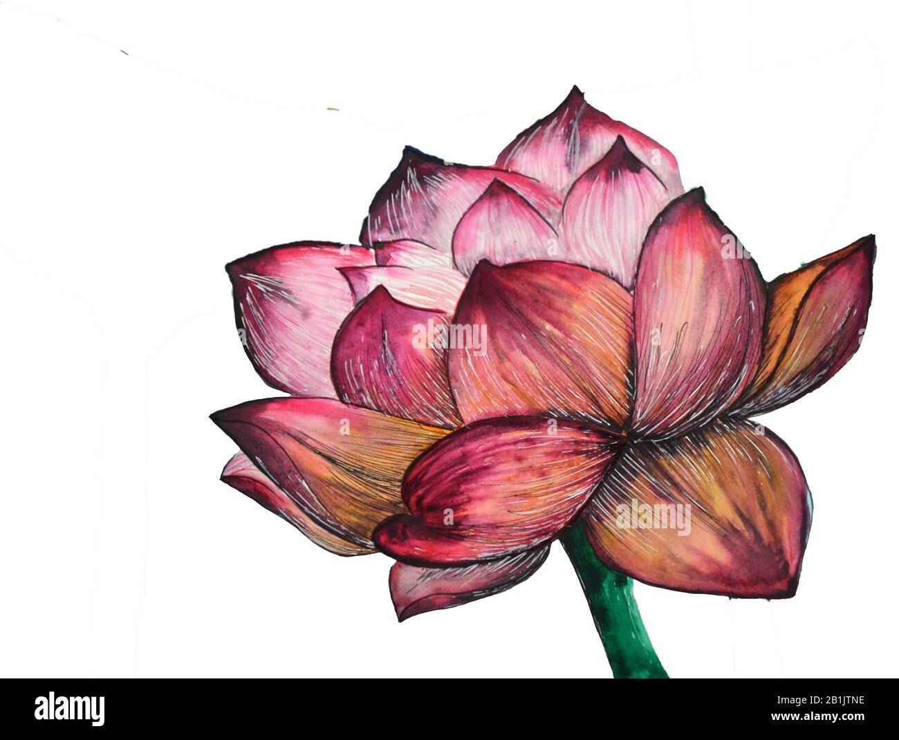 Originale pittura acquerello di piante acquatiche di loto Foto Stock