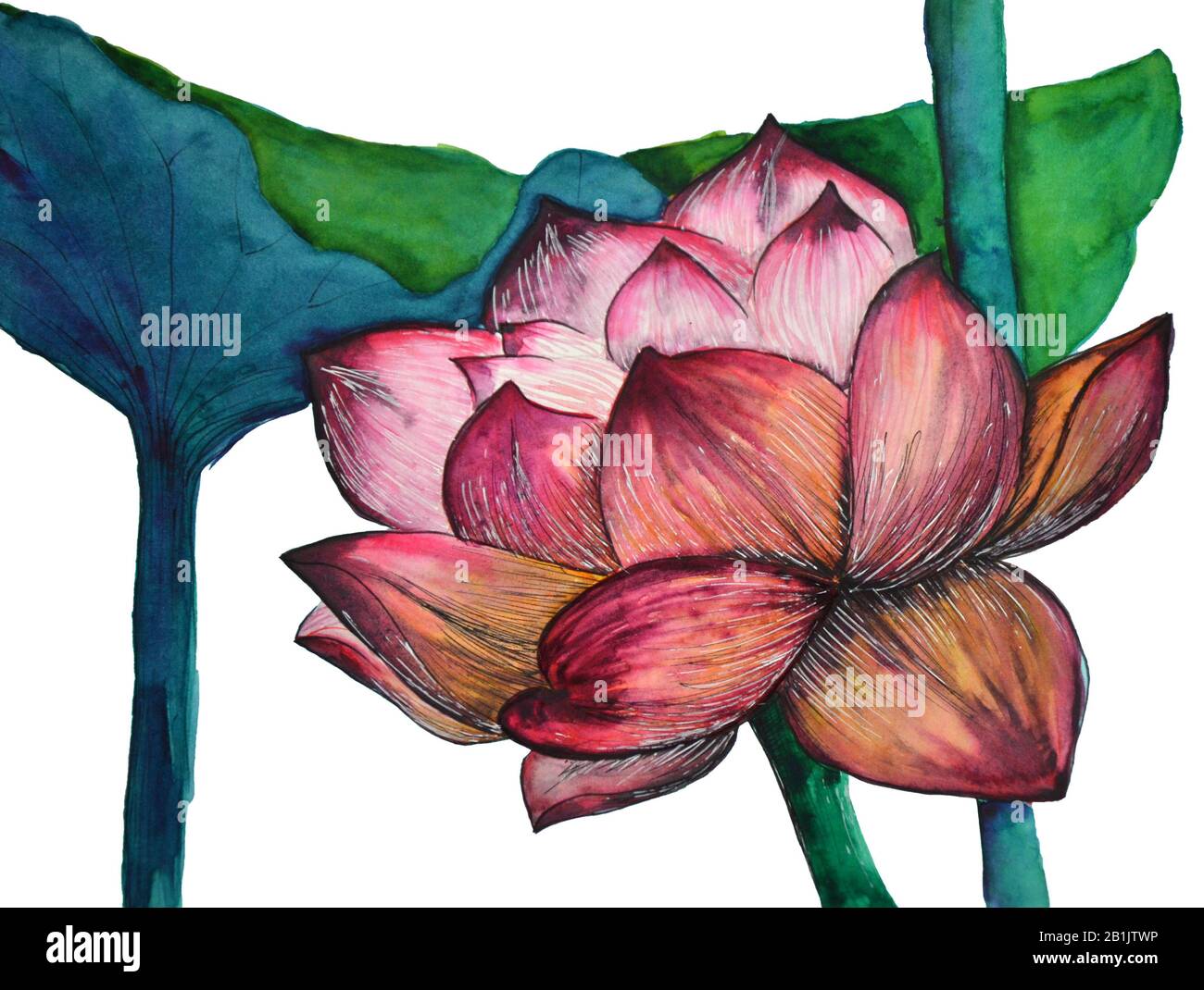 Originale pittura acquerello di piante acquatiche di loto Foto Stock