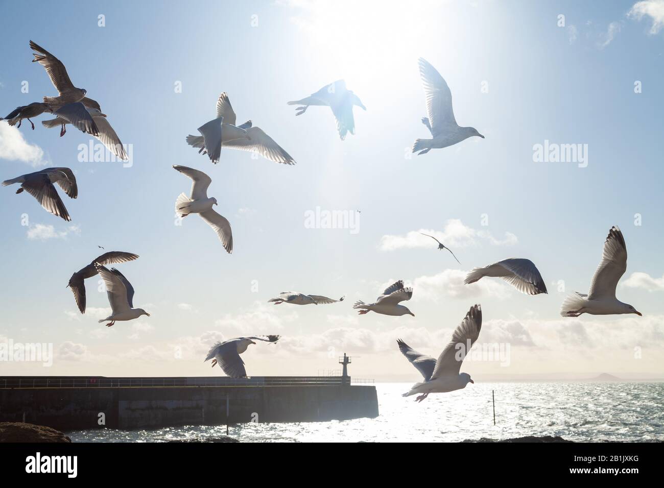 Un gruppo misto di gabbiani che volano lungo la costa vicino a Pittenweem, Fife, Scozia. Foto Stock