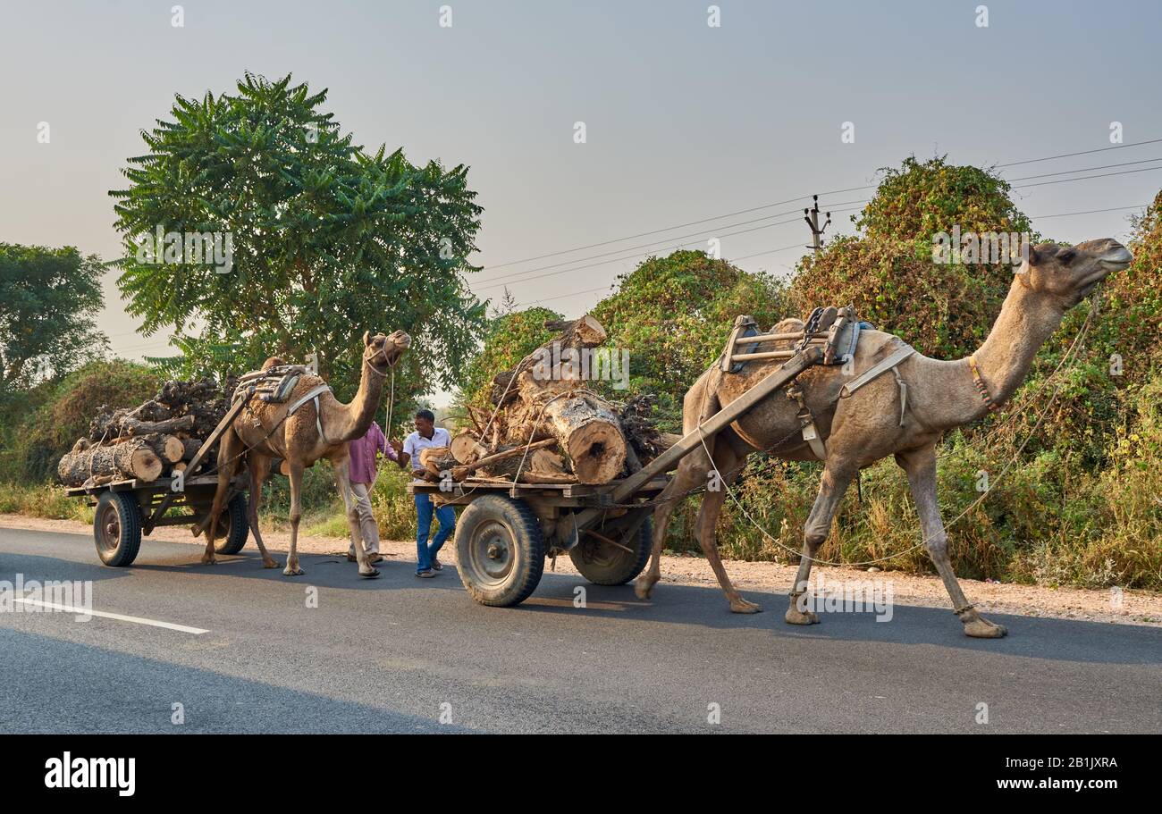 I cammelli tirano i rimorchi con i tronchi dell'albero sulla strada, Mandawa, regione di Shekhawati, Rajasthan, India Foto Stock