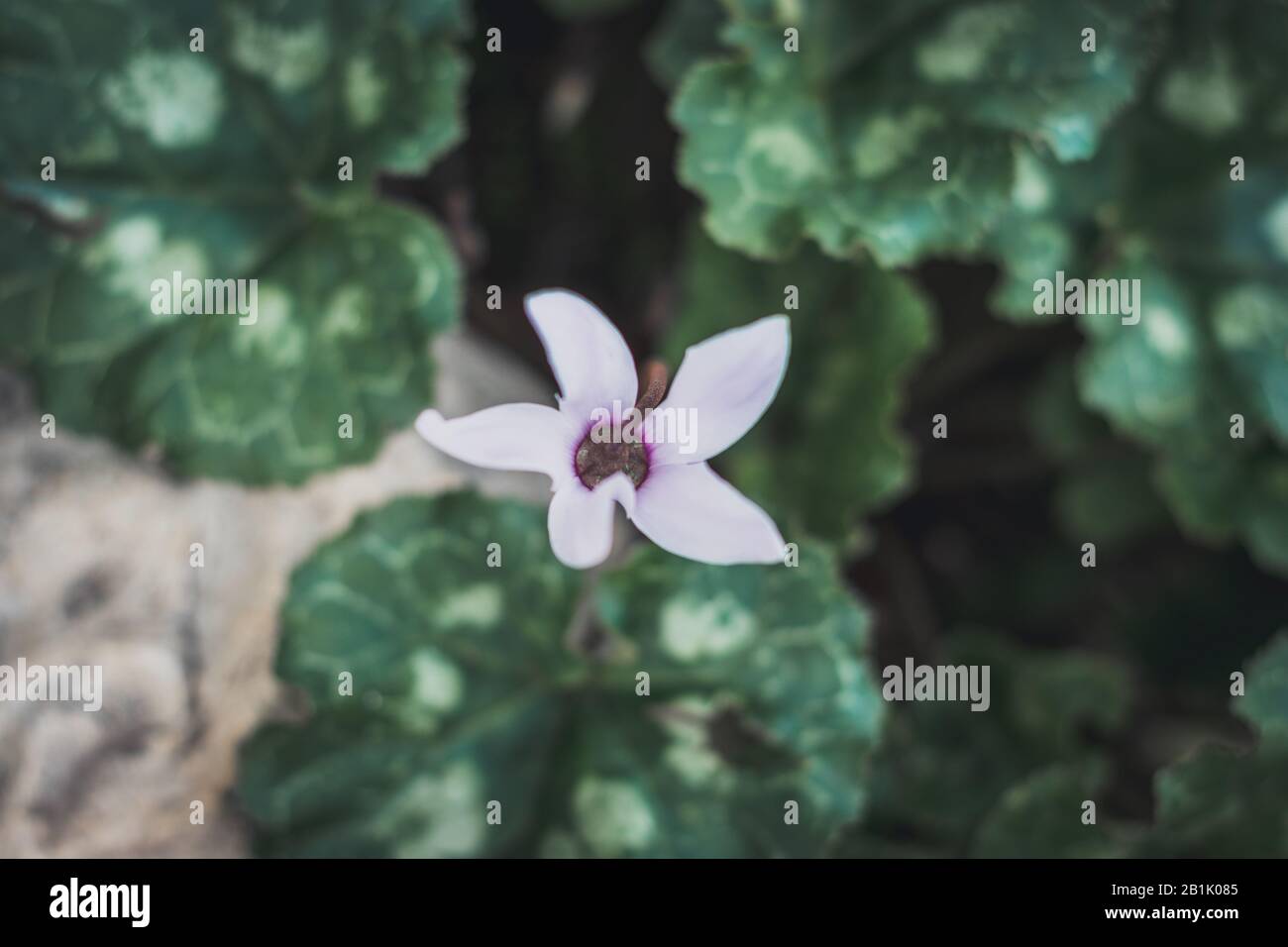 Fiori di ciclamino rosa, viola e bianco. Nei primi mesi d'inverno fioriscono la foresta di Gerusalemme, riserva sataf. Foglie di verde scuro. Isolato da backgr sfocato Foto Stock