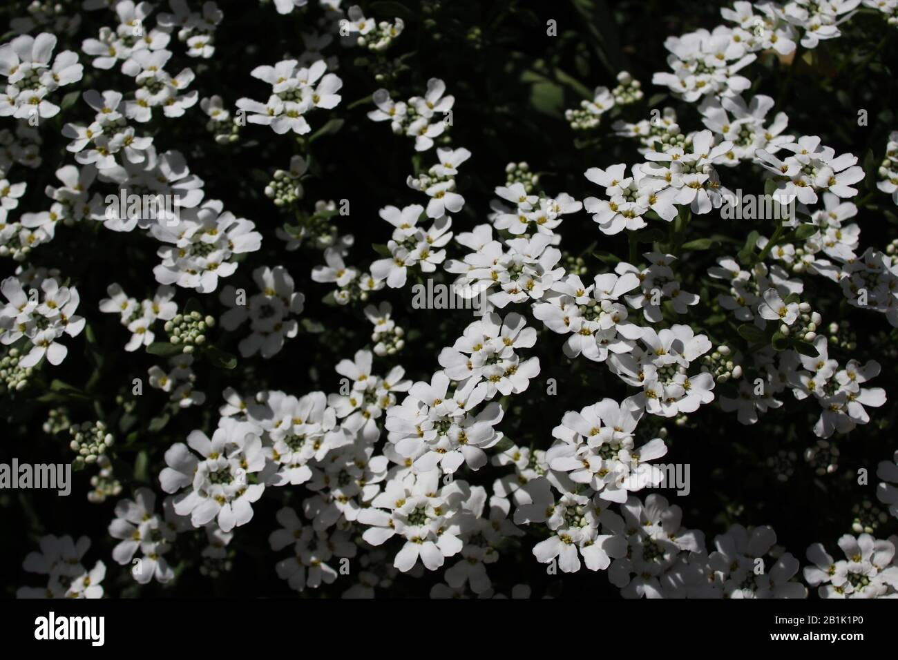 La foto mostra alyssum dolce in primavera Foto Stock