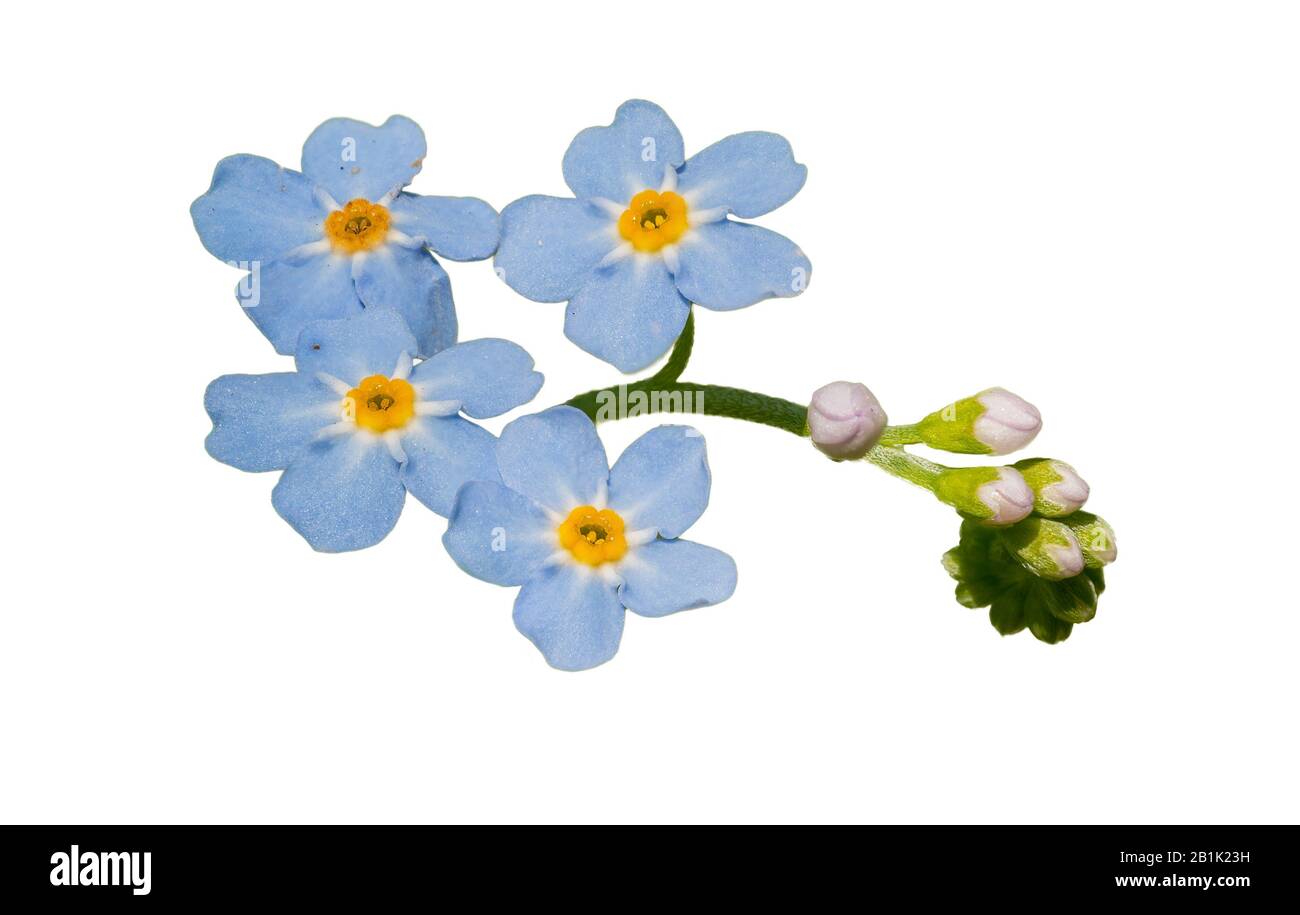 blu dimenticare-me-non (miosotis silvatica) fiori isolati e germogli su bianco Foto Stock