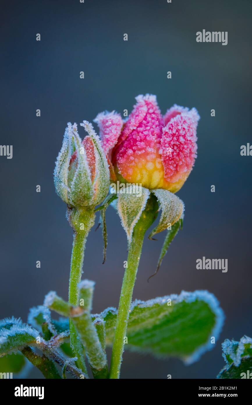 Close Up of Roses in un giorno Di Congelamento in inverno Con Cristalli di ghiaccio Foto Stock