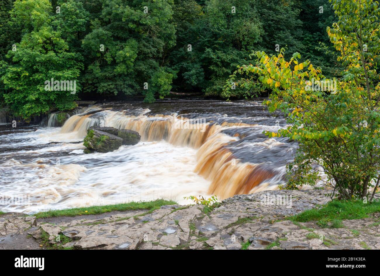 Alto flusso d'acqua sulle cascate superiori di Aysgarth, Wensleydale, North Yorkshire Foto Stock