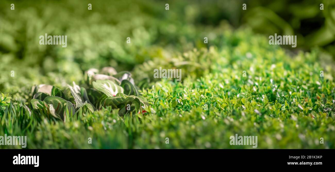 Sfondo o sfondi di erba verde fresca e piante Foto Stock