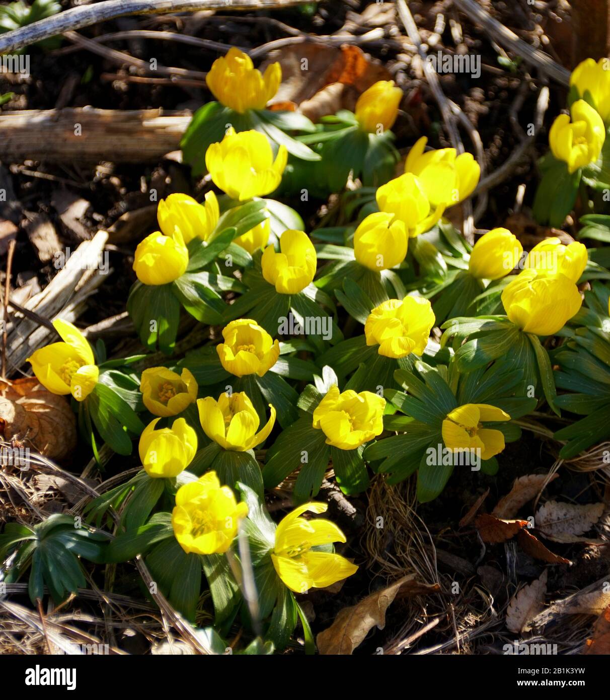 Fiori gialli d'aconite invernale fioriscono in primavera Foto Stock