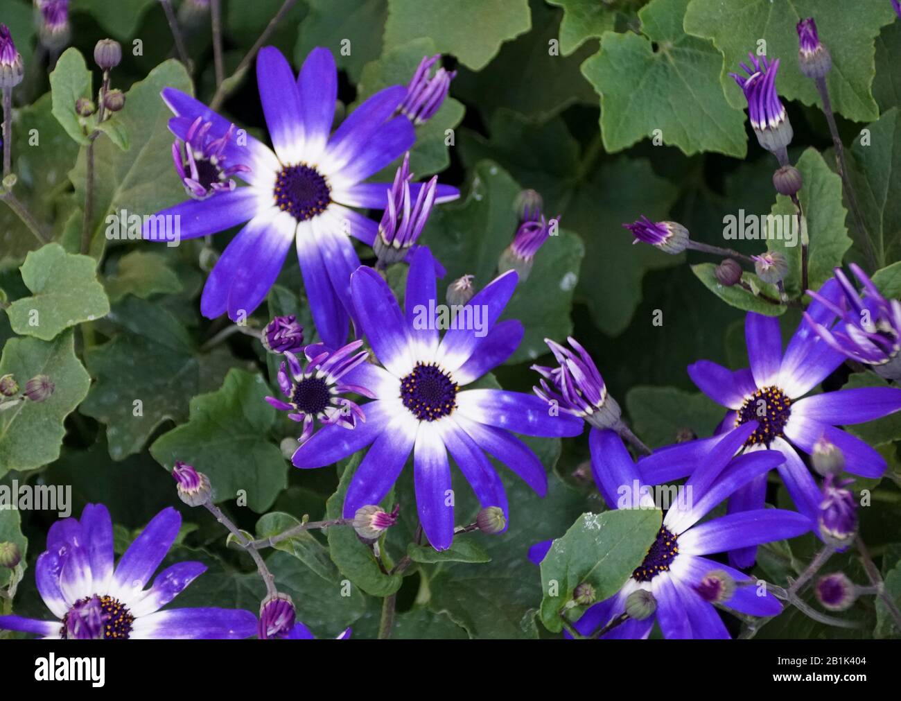 Bella viola e colore bianco di fiori pericallis Foto Stock