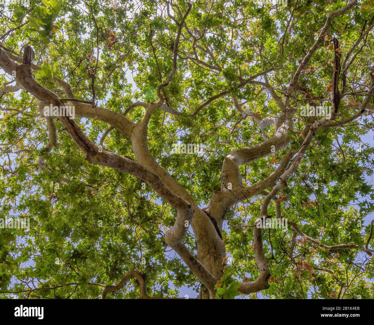 Il baldacchino di un albero di Sycamore occidentale (Platanus racemosa) diffonde i suoi rami nel Canyon Sycamore, Malibu, CA. Foto Stock