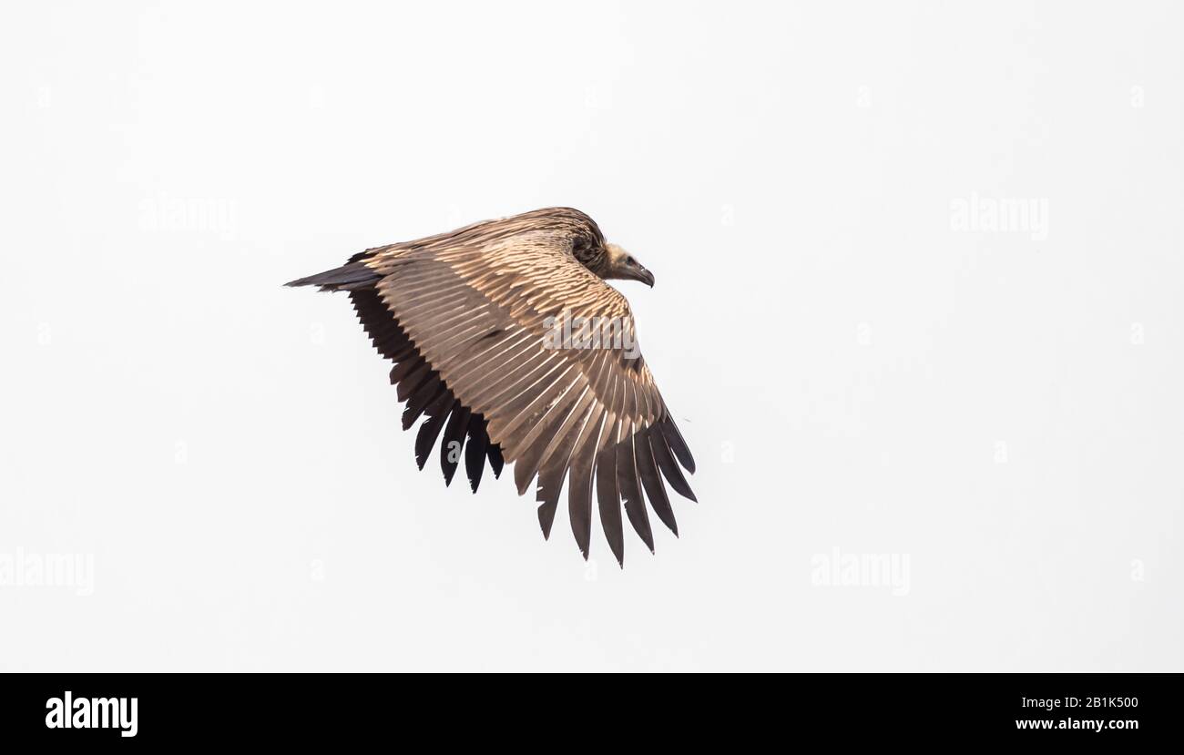 Avvoltoio di griffon himalayayan (Gyps himalayensis) volare in cielo. Foto Stock