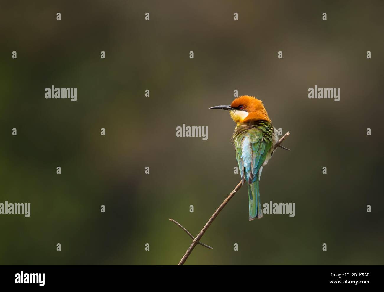 Bee-eater (Merops leschenaulti) su ramificazione. Foto Stock