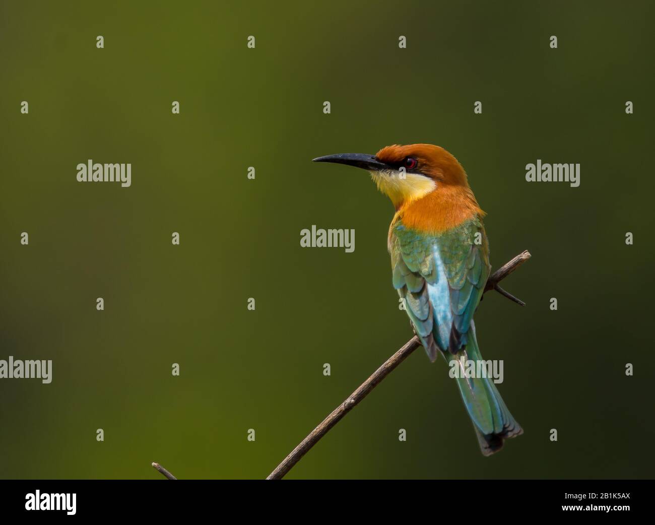 Bee-eater (Merops leschenaulti) su ramificazione. Foto Stock