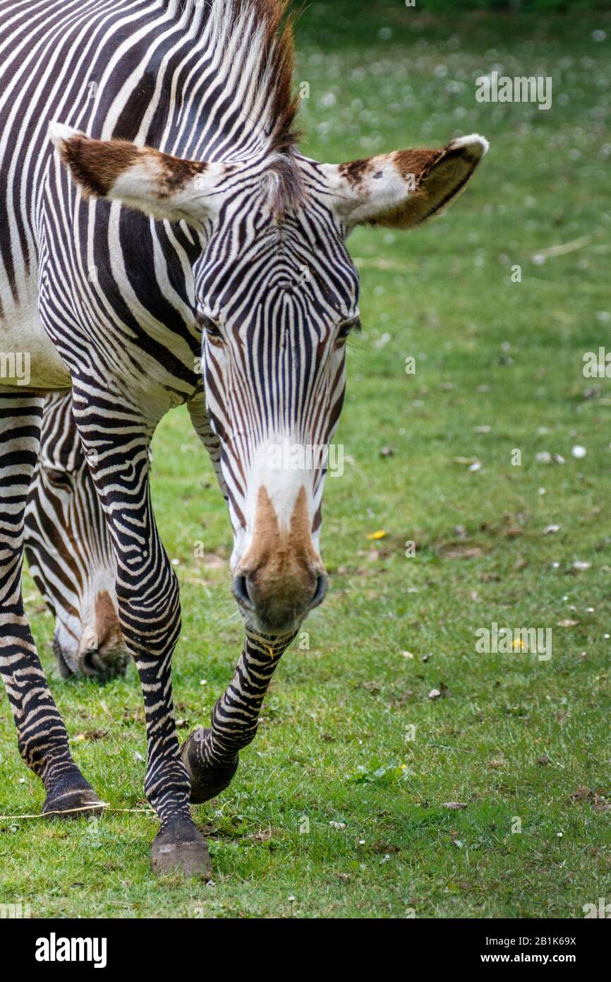 Zebra Foto Stock