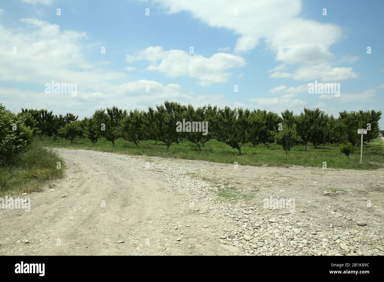 Alberi longani nel giardino con cielo blu sfondo . Grappolo di ciliegie mature su ciliegi . Foto Stock