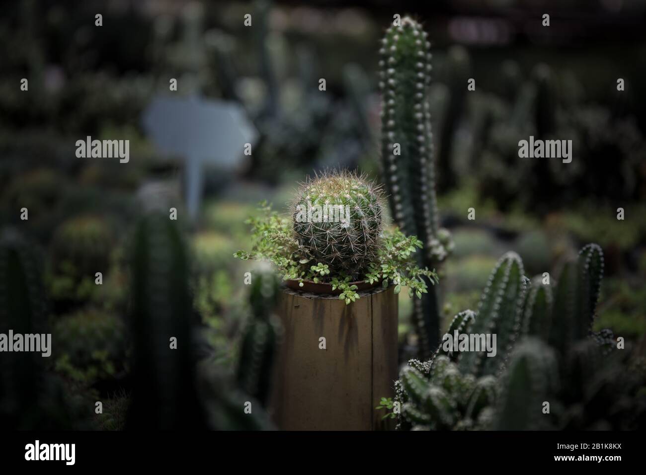 Cactus in una linea di vasi disposti nel giardino (stile scuro chiaro) Foto Stock
