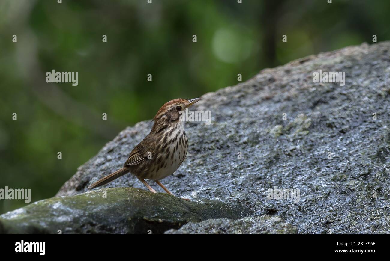 Pellorneum ruficeps su pietra nella foresta della Thailandia. Foto Stock