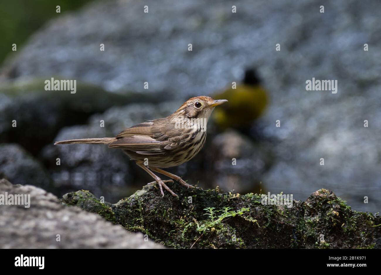 Pellorneum ruficeps su pietra nella foresta della Thailandia. Foto Stock