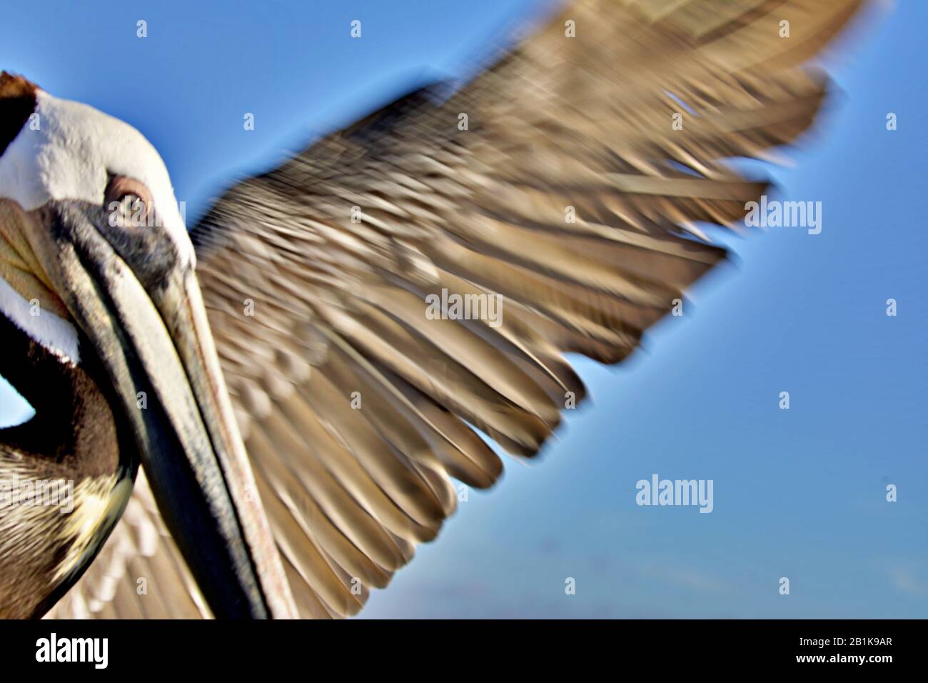 Pelican tenendo spento Foto Stock