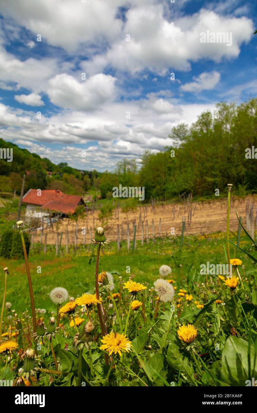 Nelle campagne rurali del nord croato vicino a Koprivnica Foto Stock