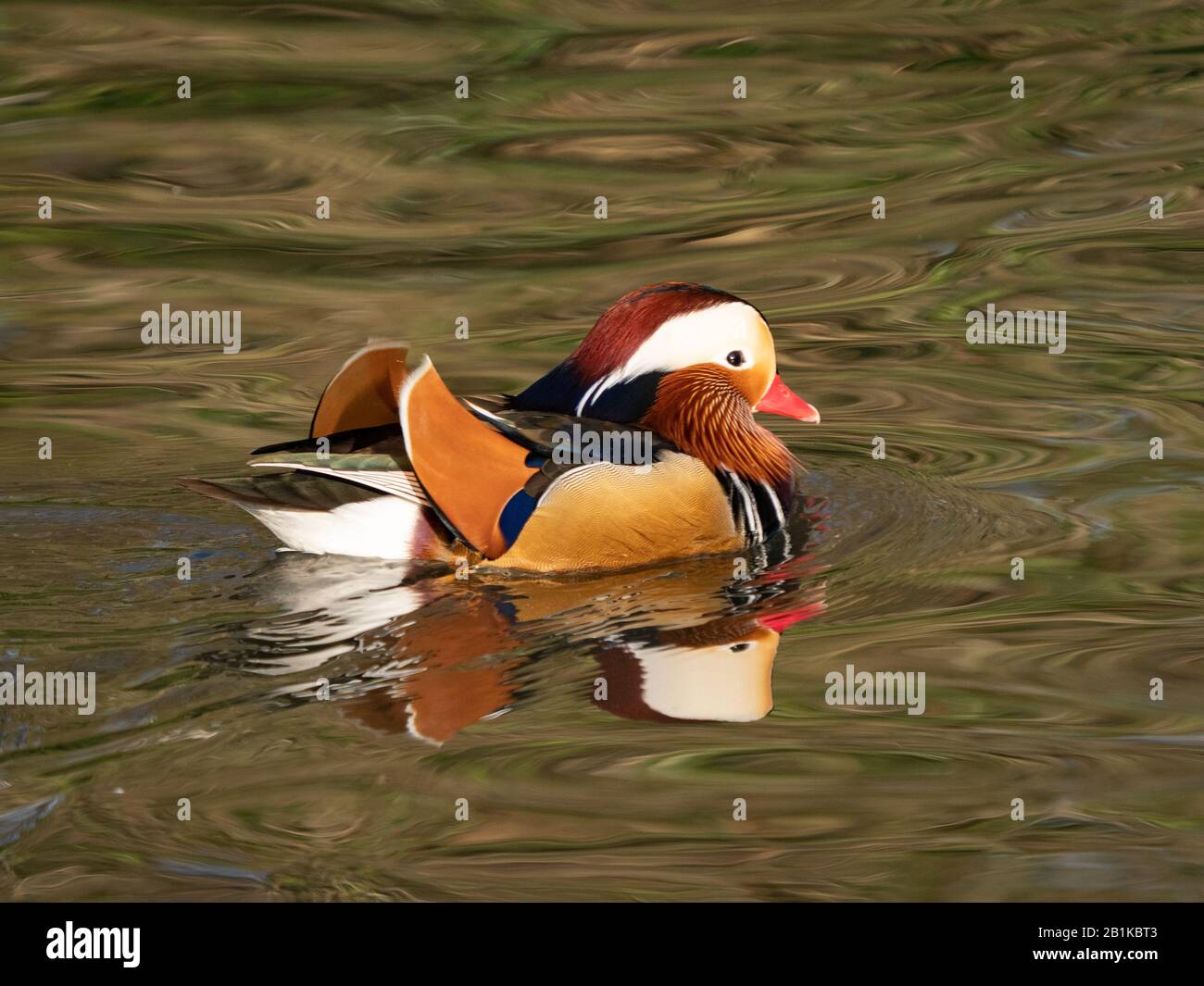Anatra di mandarino (Aix galericulata) Foto Stock