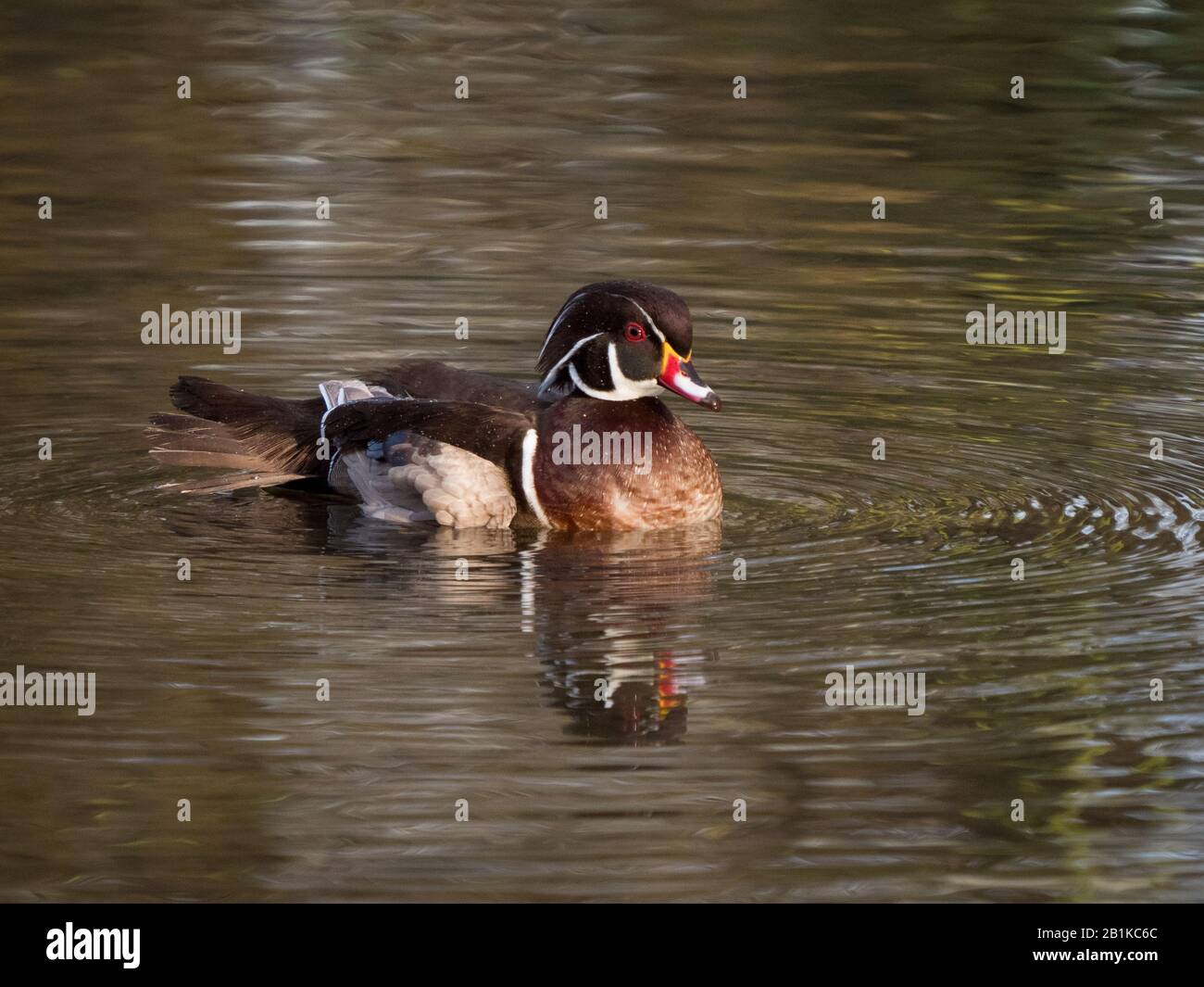 Anatra di legno (Aix sponsa) Foto Stock