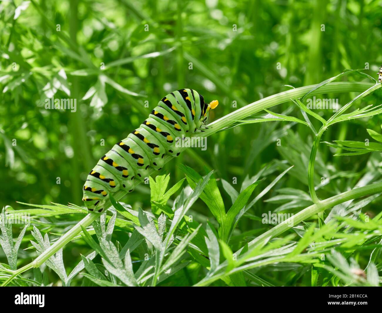 Una coda di rondine nera, papilio polyxenes, caterpillar mangiare foglie di carota top in un giardino vegatable Foto Stock