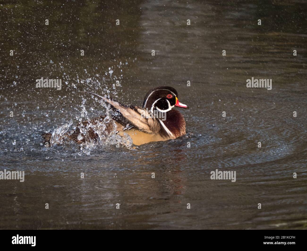 Anatra di legno (Aix sponsa) Foto Stock