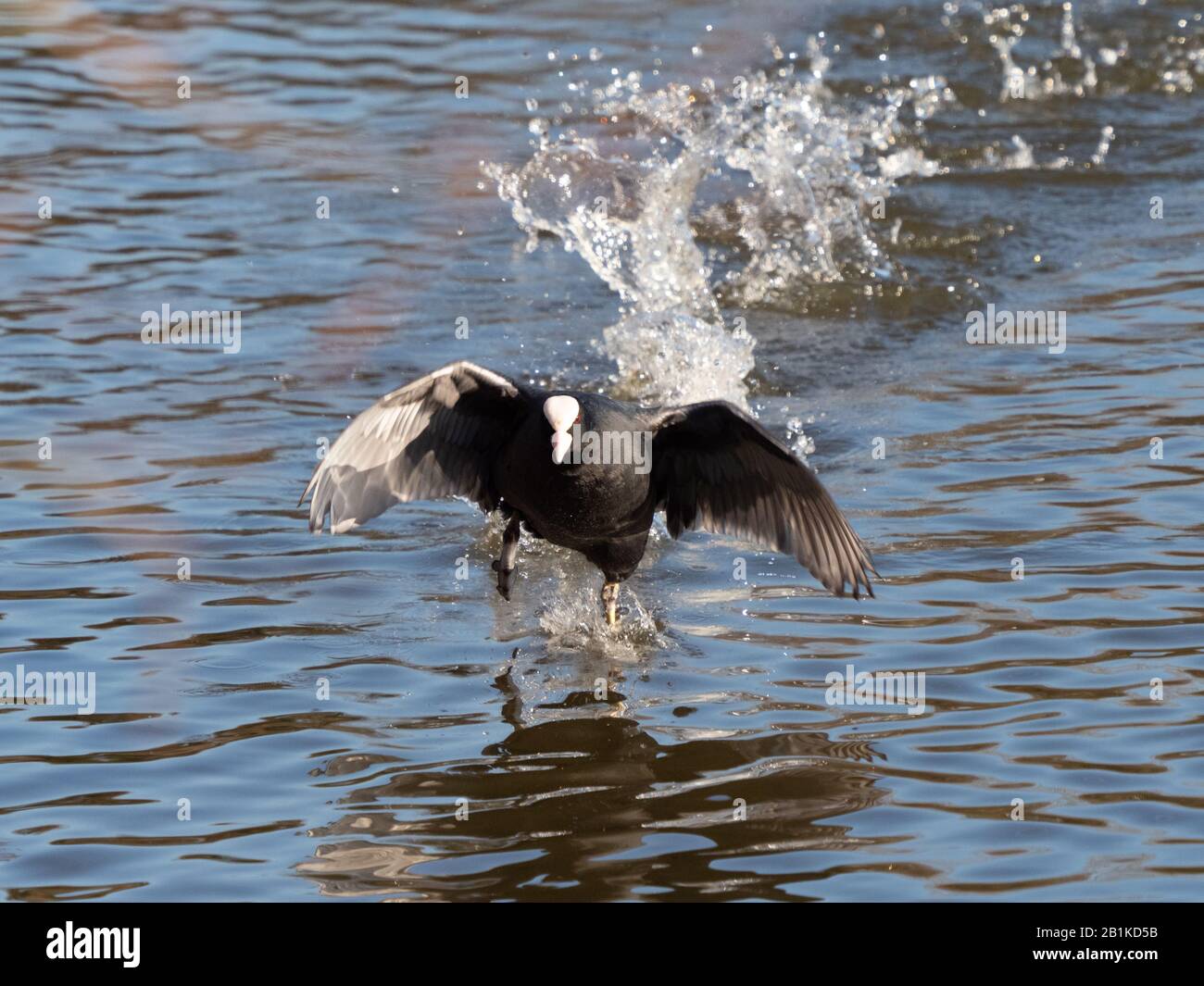 Coot (Fulica atra) Foto Stock