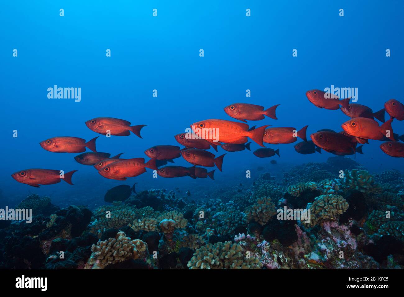 Shoal Di Bigeye Crescent-Coda, Hamrur Priacanthus, Fakarava, Tuamotu Archipel, Polinesia Francese Foto Stock