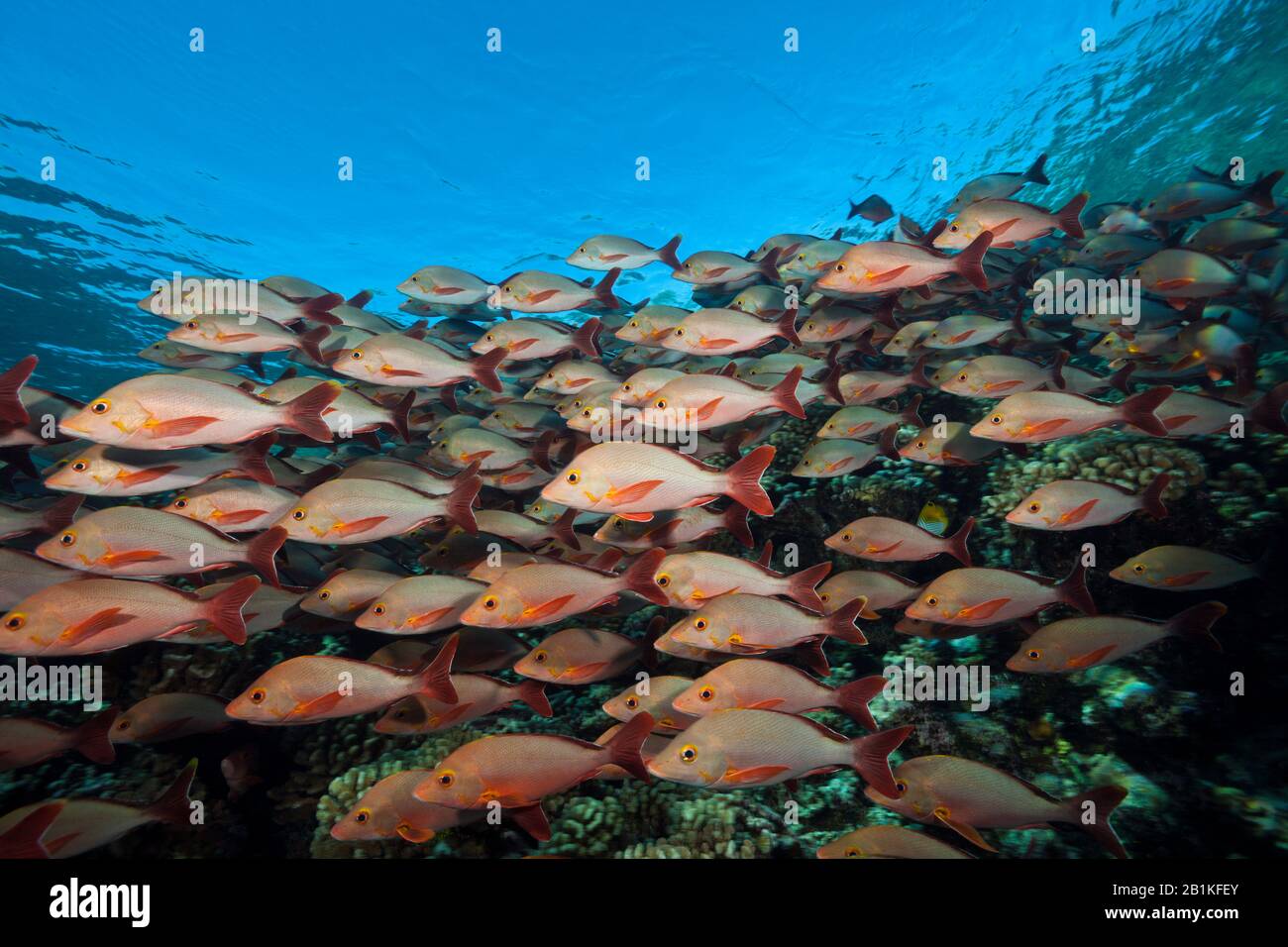 Shoal Di Humpback Snapper, Lutjanus Gibbus, Fakarava, Tuamotu Archipel, Polinesia Francese Foto Stock