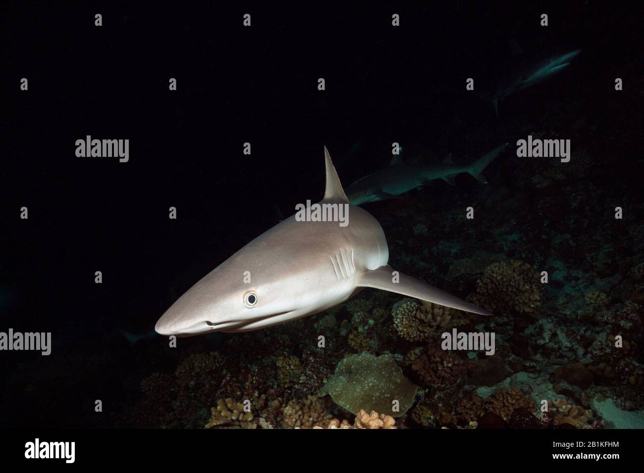 Gray Reef Shark Caccia Di Notte, Carcharhinus Amblyrhynchos, Fakarava, Tuamotu Archipel, Polinesia Francese Foto Stock