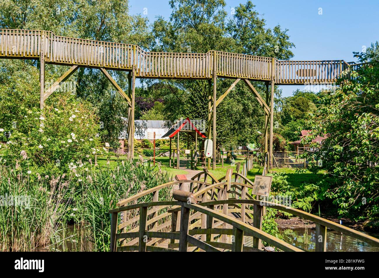 La passeggiata in legno di tigre si affaccia sui ponti ad arco e sulla vegetazione che attraversa una piscina mentre passa davanti a alberi verdi ancora più alti Foto Stock