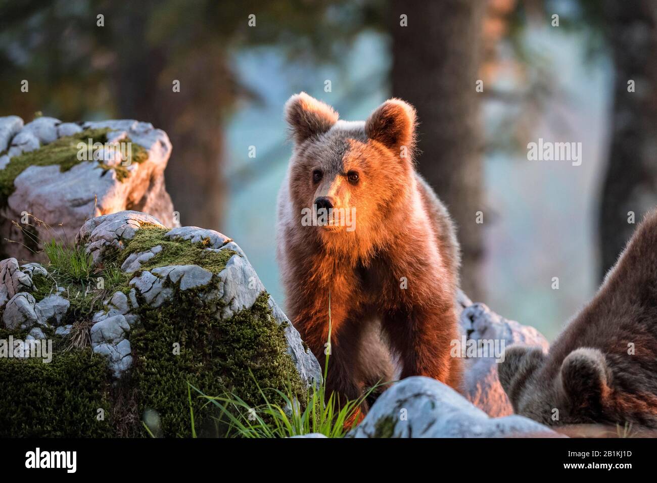 Orso bruno europeo (Ursus arctos artos) nella foresta, giovane orso in luce rossa sera, nella regione selvaggia, Ntranjska, Alpi Dinariche, Slovenia Foto Stock