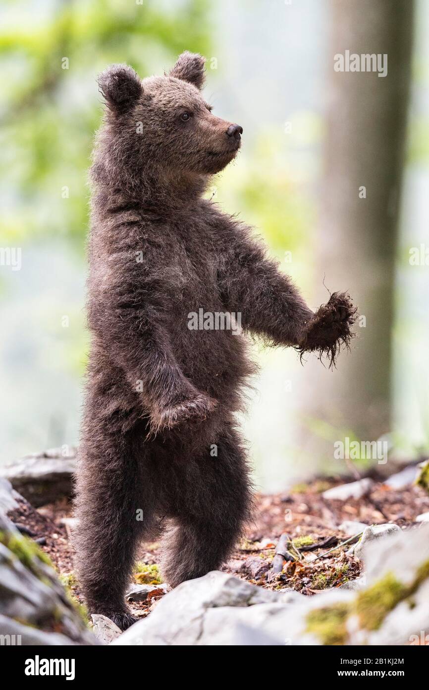 Orso bruno europeo (Ursus arctos artos) in piedi nella foresta, giovane animale, nella regione selvaggia, Ntranjska, Alpi Dinariche, Slovenia Foto Stock