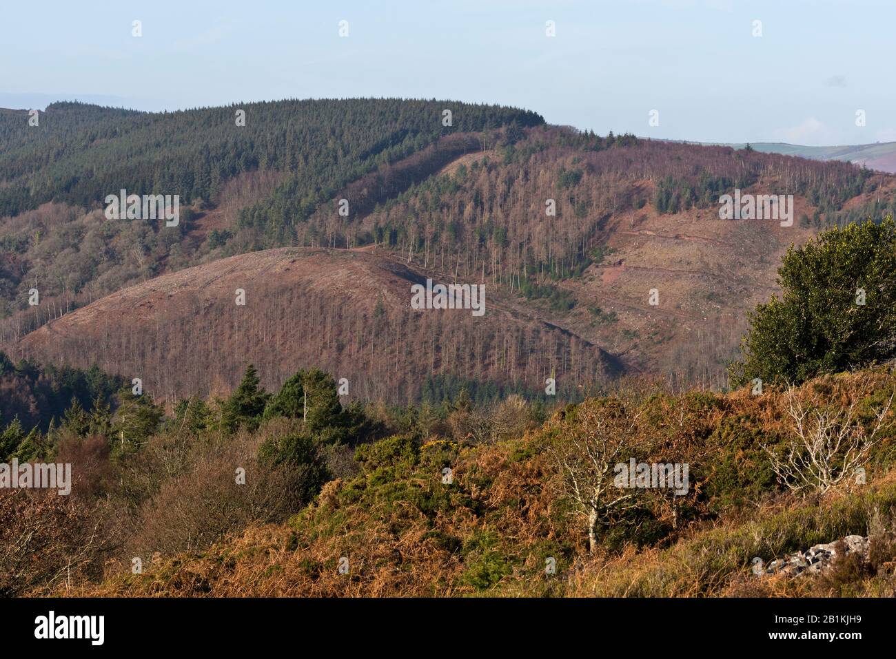 Vista dal Macmillan Way West al Bats Castle, vicino a Dunster nel Somerset, che si affaccia sulle boscose colline di Exmoor Foto Stock